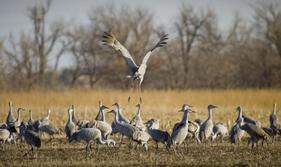 Flocking to Nebraska - the great spring migration - United States, Nebraska, bird, birding, wildlife, ecotourism, travel, holiday, Nicola Gordon, ZoomTravels