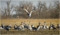 ZoomTravels-travel-nebraska-birding-sandhill-crane-migration