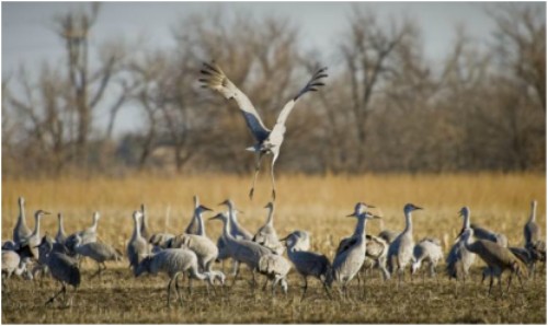 PictureZoomTravels-travel-nebraska-birding-sandhill-crane-migration