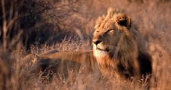 ZoomTravels-travel-south-africa-kruger-national-park-safari-lion
