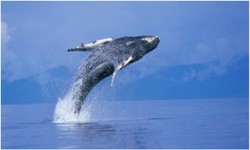ZoomTravels-travel-turks-and-caicos-whale-breeching
